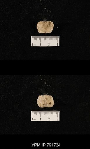 undet. Brachiopoda