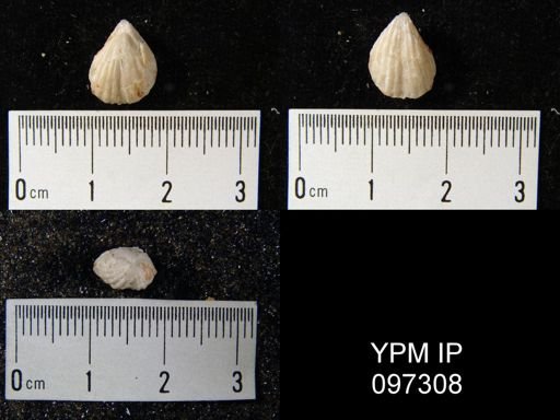 Homoeospira schucherti