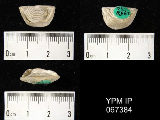 Leptaena rhomboidalis