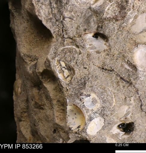 Protocardia sp.