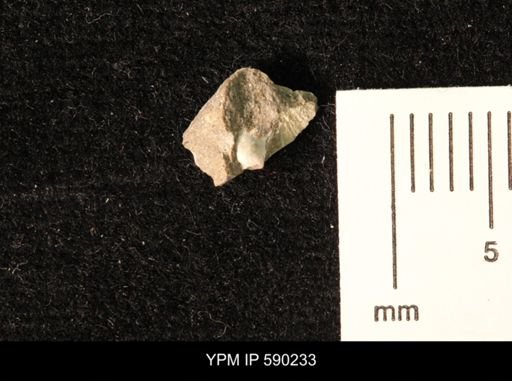 undet. Bivalvia