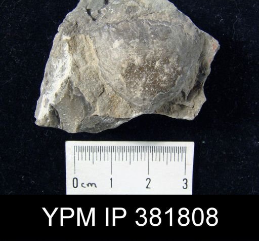 Strophomena fluctuosa