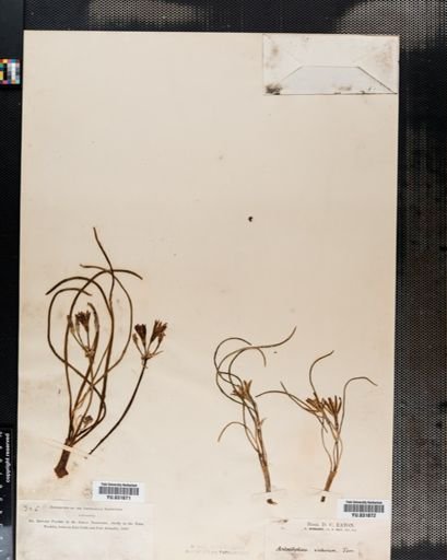 Androstephium