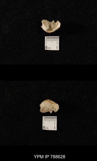 undet. Brachiopoda