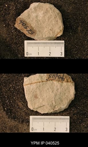 Blattaria