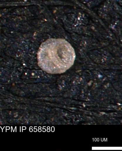 undet. Coccolthiophyceae
