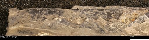 Baculites sp.