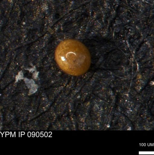 undet. Foraminiferida
