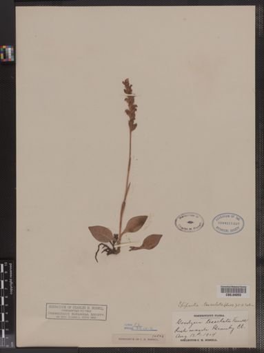 Epipactis tesselata