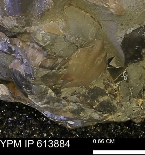 Inoceramus sp.