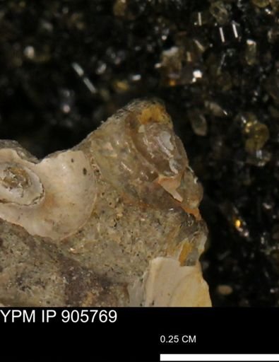 undet. Ammonoidea