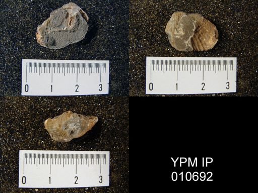 Productus cf. leei