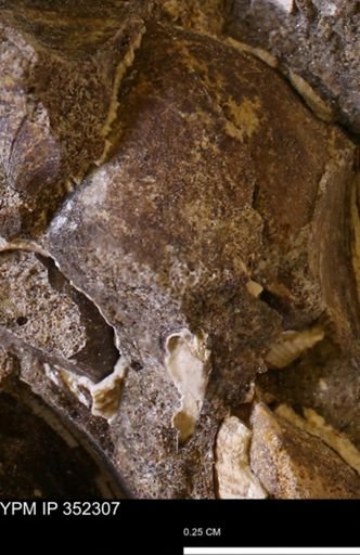 undet. Bivalvia