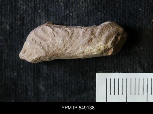 undet. Ammonoidea
