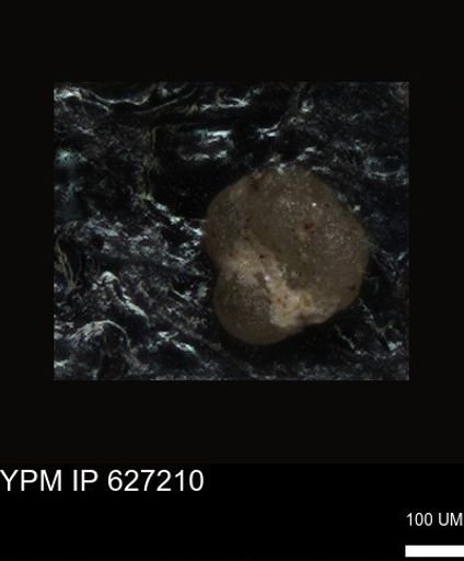 undet. Foraminiferida