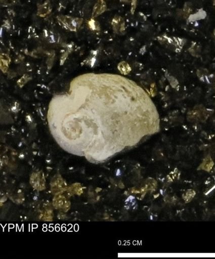 Euspira sp.