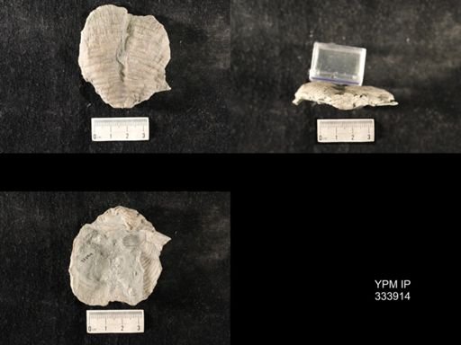 Echinoconchus vittata