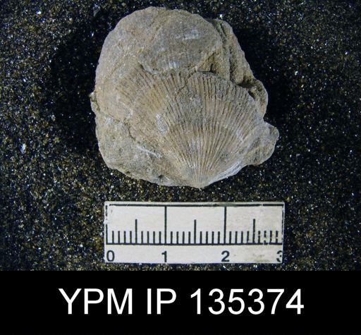 Derbya sp.