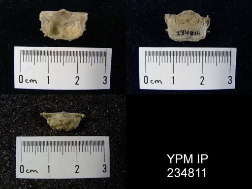 Marginifera wabashensis var. armata