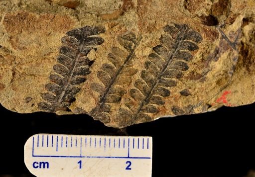 Microphyllopteris gieseckiana