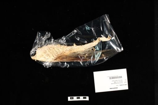 Istiophoridae