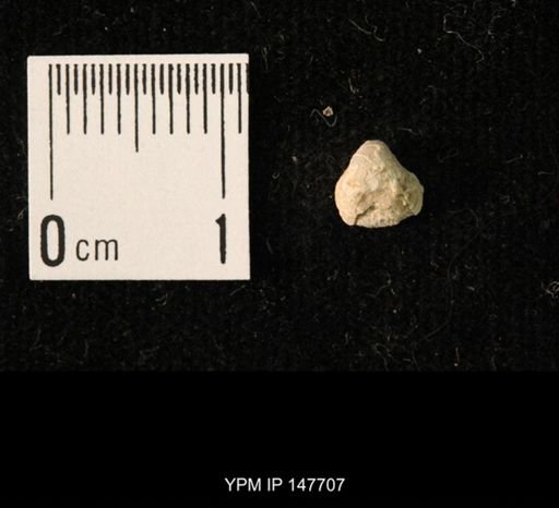 Ambocoelia planoconvexa