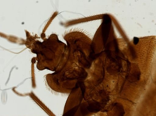 Cimex lectularius