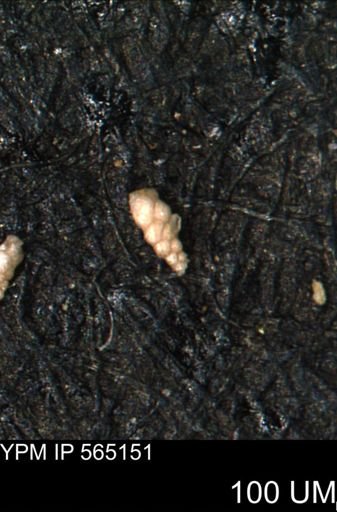 Verneuilinoides kansasensis