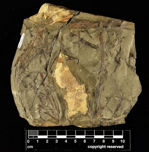 Psilophyton robustus