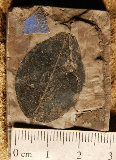 Myrsine borealis