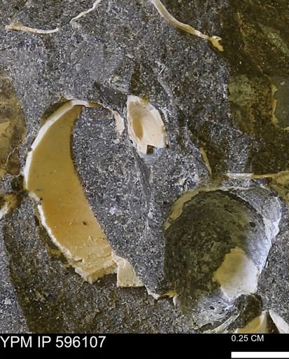 undet. Mollusca