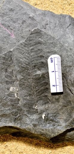 Pecopteris sp.