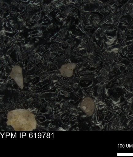 undet. Foraminiferida