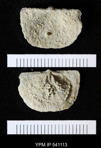 Strophochonetes?