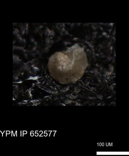 undet. Foraminiferida