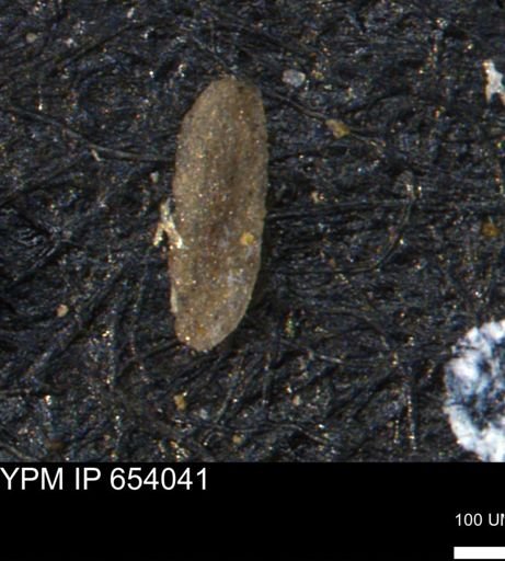 Miliammina manitobensis