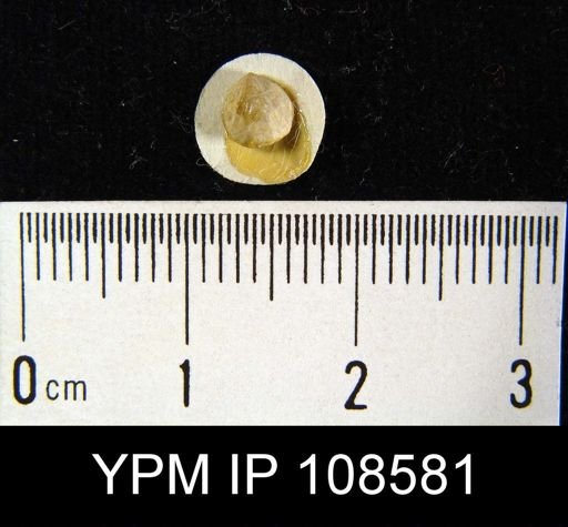 Anoplotheca concava