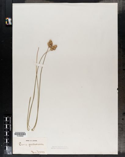 Carex festucacea