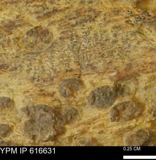 Teredo sp.
