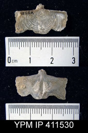 Dictyoclostus sp.