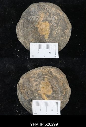 undet. Homalozoa