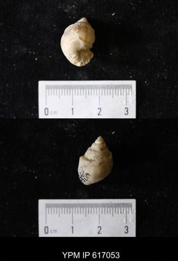 Campeloma acroterion