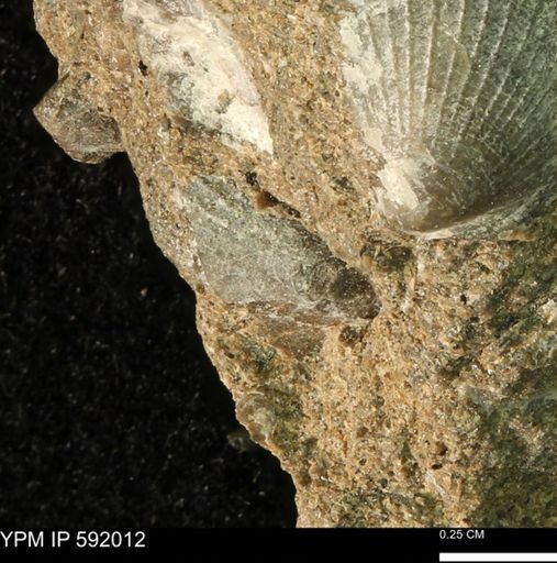 Oxytoma (Hypoxytoma) nebrascana