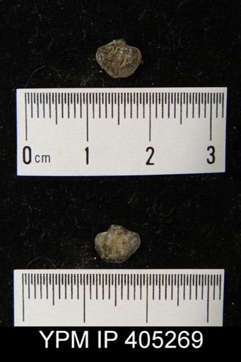 Ambocoelia sp.