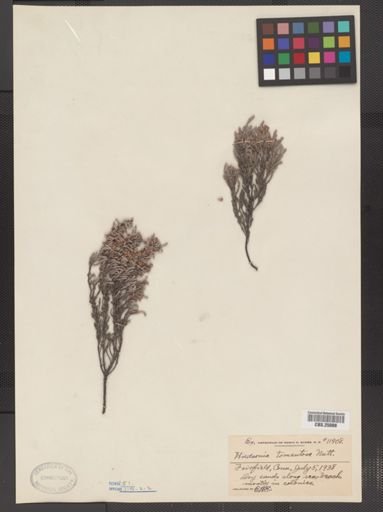 Hudsonia tomentosa