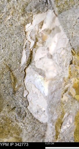 Hoploscaphites?