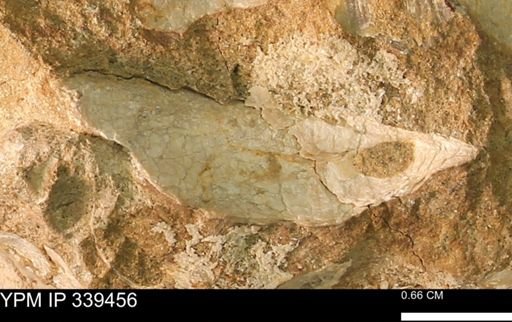 undet. Mollusca
