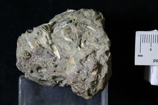 undet. Scaphopoda