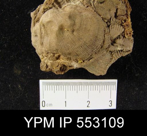 Schuchertella sp.
