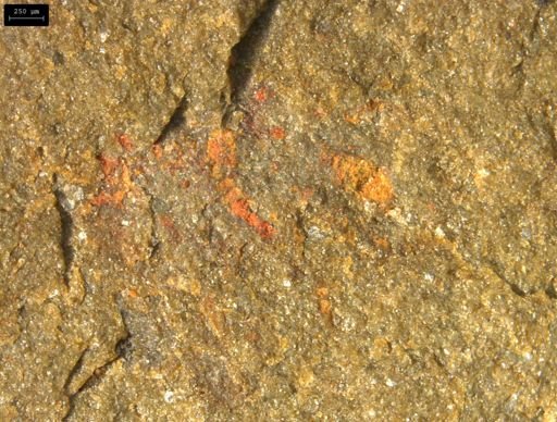 undet. Lobopodia